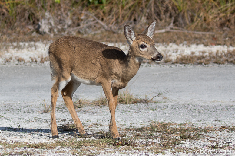 key deer